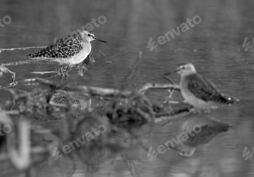 Preview: Wood Sandpipers At Asker Marsh, Bahrain
