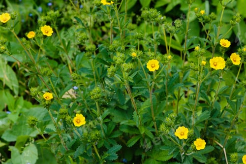 Preview: Yellow Flowers Of The Potentílla Erecta In Garden. Medicinal Plants In The Garden