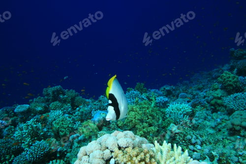 Preview: Lined Butterflyfish (Chaetodon Lineolatus)