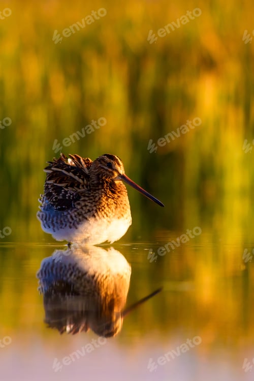 Preview: Sunset And Bird. Nature Background. Bird: Common Snipe. Gallinago Gallinago.