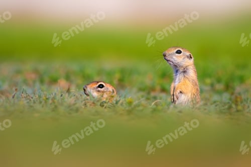 Preview: Cute Funny Animal Ground Squirrel. Green Nature Background.