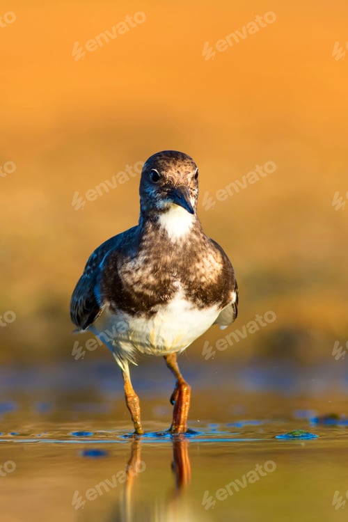 Preview: Cute Water Bird. Common Bird Ruddy Turnstone. Colorful Nature Background. Bird: Ruddy Turnstone