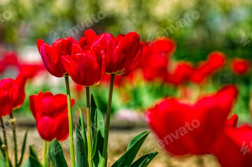 Preview: Red Tulips With Dew Drops On Green Blurred Background Of Spring Garden