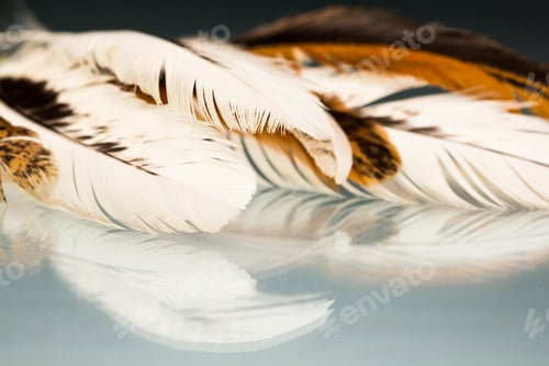 Preview: Colorful Hen Feather With Details And Reflexions