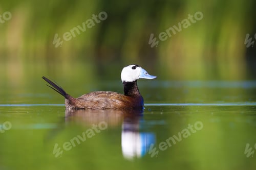 Preview: Swimming Cute Duck. Colorful Nature Background. Bird: White Headed Duck. Oxyura Leucocephala.