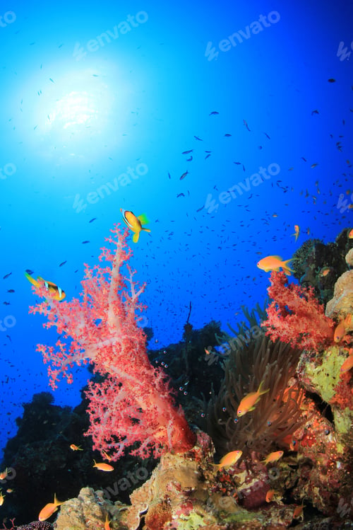 Preview: Soft Corals And Anemone In Red Sea
