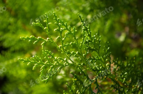 Preview: Incense Cedar Tree Calocedrus Decurrens Branch Close Up.