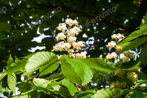 Preview: Flowering Branches Of Chestnut Castanea Sativa Tree, And Bright Blue Sky