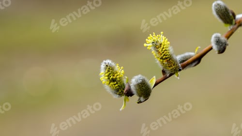 Preview: The Flowers Of The Pussy Willow With Pollen. Spring Flowering Plants. Allergy To Pollen.