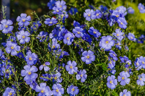 Preview: Blue Flowers Of Decorative Linen (Linum Perenne)