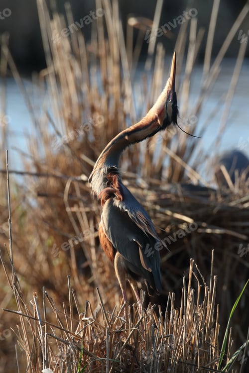 Preview: Purple Heron (Ardea Purpurea), Germany