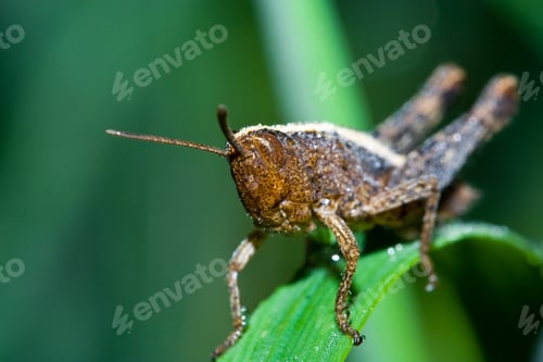 Preview: Close-Up Of A Grasshopper Sitting On A Straw