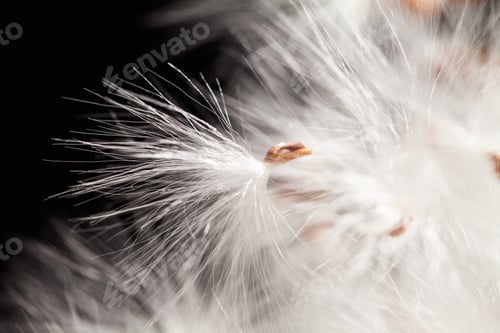 Preview: Abstract Composition With Dried Plants Seeds. Looks Like Dandelion Seeds