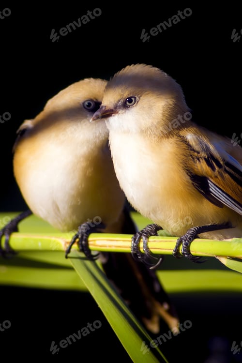 Preview: Romantic Birds. Black Nature Background. Bearded Reedling / Panurus Biarmicus