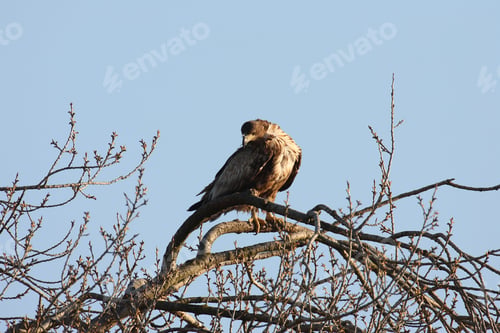 Preview: White Tailed Eagle Germany
