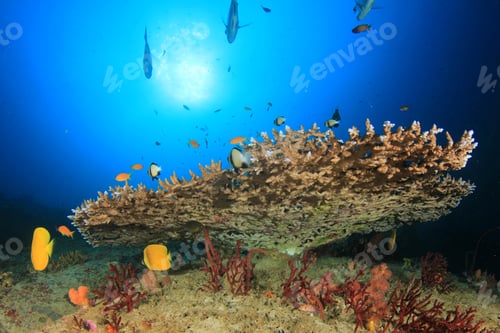 Preview: Underwater Coral Reef