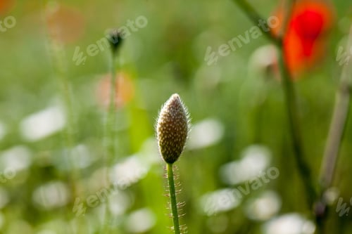 Preview: Field With Poppies (Papaver Rhoeas)