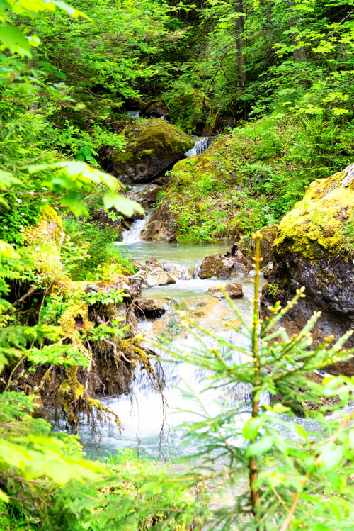 Preview: The Homole Ravine In Pieniny Mountains, Poland