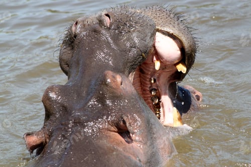 Preview: Hippopotamuses In The Serengeti National Park, Tanzania