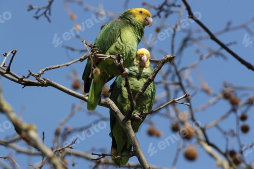 Preview: Yellow-Headed Amazon (Amazona Oratrix), Rosenstein Park, Stuttgart, Baden-Wuerttemberg