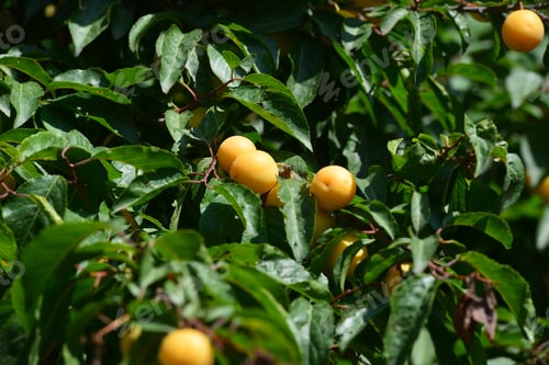 Preview: Plum Tree Branches With Ripe Fruits