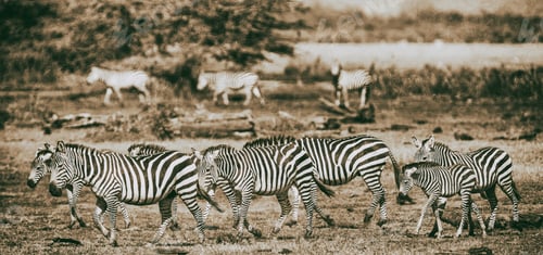 Preview: Zebras In The Lake Manyara National Park, Tanzania