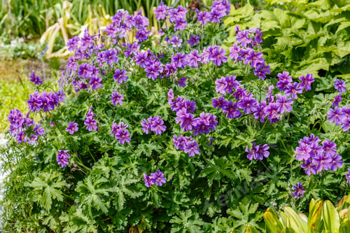 Preview: Geranium Magnificum In Spring Garden.