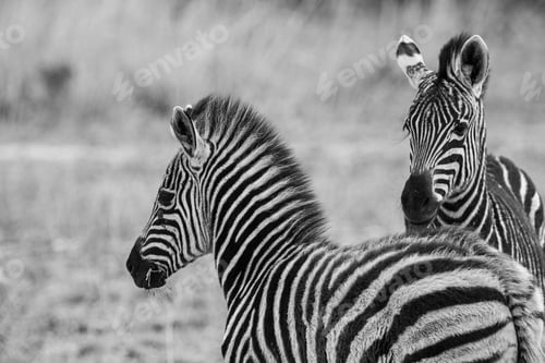 Preview: Zebras In The Kruger National Park, South Africa