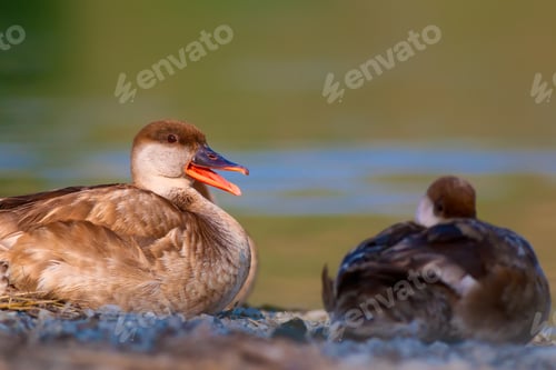 Preview: Duck. Nature Background. Red Crested Pochard Netta Rufina.