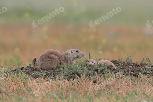 Preview: Black Tailed Prairie Dog First Peoples Buffalo Jump State Park Montana Usa