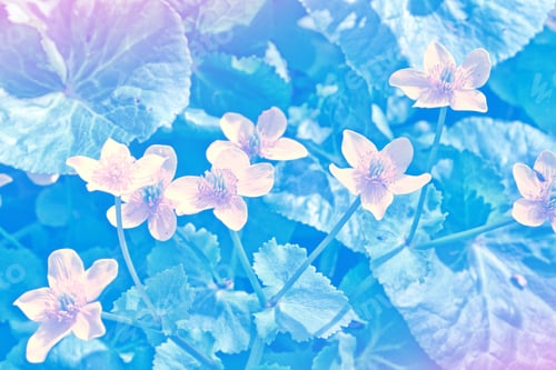 Preview: Colorful And Bright Spring Flowers. Natural Background.