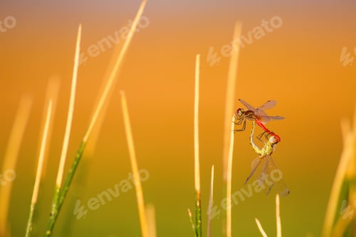Preview: Colorful Dragonfly. Green, Yellow, Orange Background.