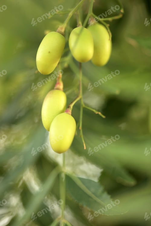 Preview: Nature Detail - Bunch Of Medicinal African Green Fruits Close Up, Growing On A Tree Outdoors, On A
