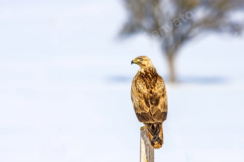 Preview: Bird Of Prey. White Snow Background.