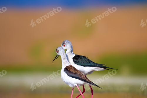 Preview: Cute Long Legged Birds. Bird Mating. Colorful Nature Background.