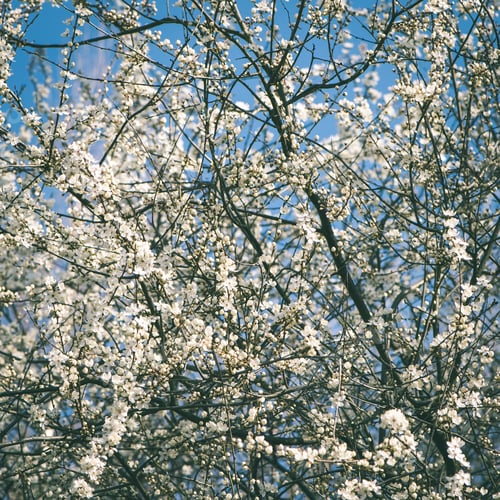 Preview: Apple Tree Blossoms In The Spring On Blue Sky Background - Instant Vintage Square Photo