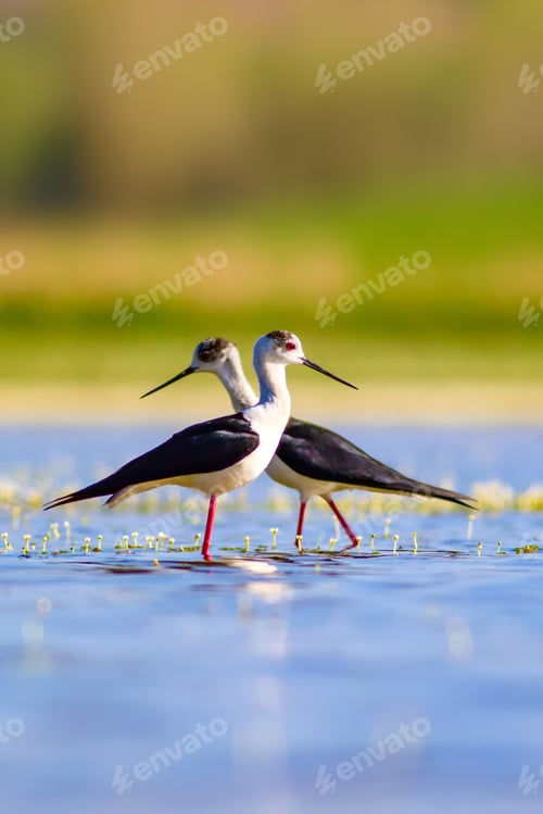 Preview: Romantic Birds. Nature Background. Birds: Black Winged Stilt.