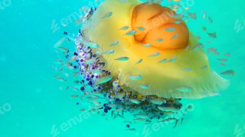 Preview: Underwater Photo Of Tropical Jellyfish With Yellow, Turquoise And Sapphire Colours Surrounded By