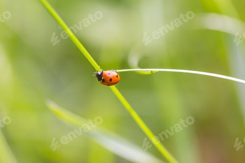 Preview: Ladybird Walking On Green Plant In Spring Day. Close Up Of Ladybug.