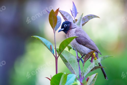 Preview: Cute Bird White Spectacled Bulbul. Nature Backgound. Pycnonotus Xanthopygos.