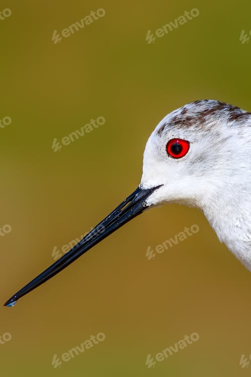 Preview: Common Water Bird Portrait. Colorful Natural Background. Bird: Black Winged Stilt. Himantopus