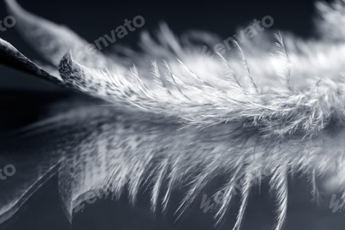 Preview: Black And White Photo Of Rooster Feather With Details And Reflexions