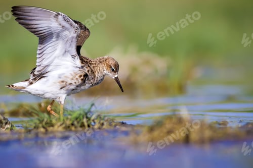 Preview: Cute Waterbird. Natural Habitat Background. Bird: Dunlin, Calidris Alpina.