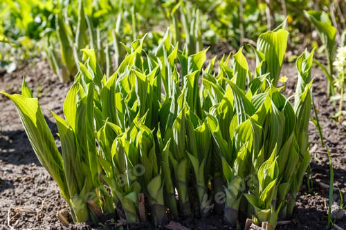 Preview: Hosta Is A Genus Of Plants Commonly Known As Hostas, Plantain Lilies. Hosta In Spring Garden.