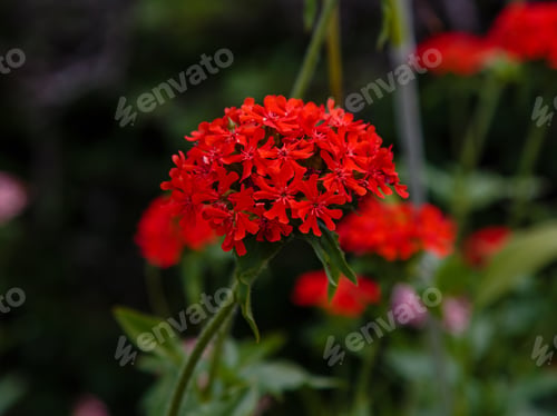 Preview: Lychnis Chalcedonica, Red Bright Flowers In Garden.