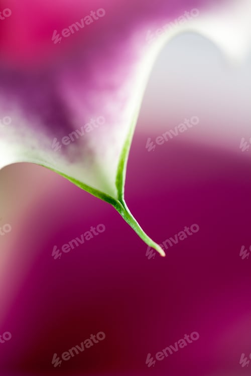 Preview: Abstract, Macro Photography Of Calla Flower With Details And Soft Focus