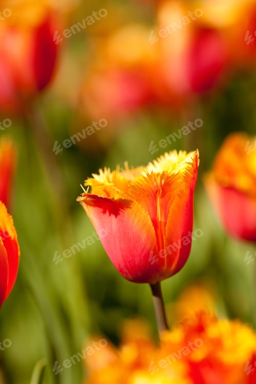 Preview: Flower Bed Of Beautiful Fresh Tulips In A Garden
