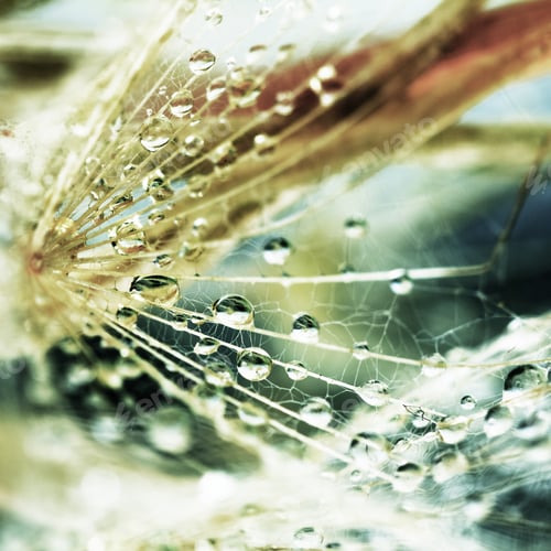 Preview: Dandelion Seeds With Water Drops On Colorful Background