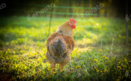 Preview: Chicken Portrait. Close Up Of Hen Face On Pasture. Beautiful Animal.