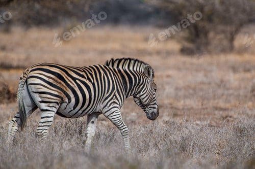 Preview: Vintage Style Image Of A Zebra In The Hwange National Park, Zimbabwe